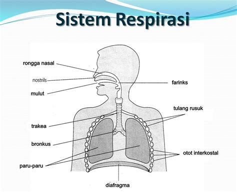 Organ Penyusun Sistem Respirasi - Homecare24