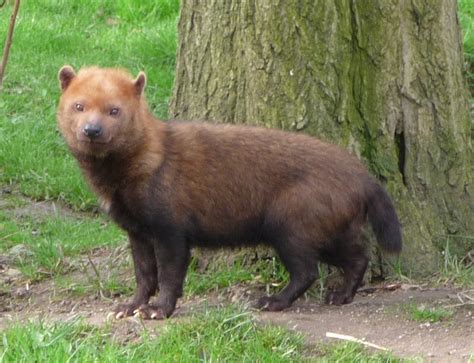 Rare: Bush Dog « Creepy Animals