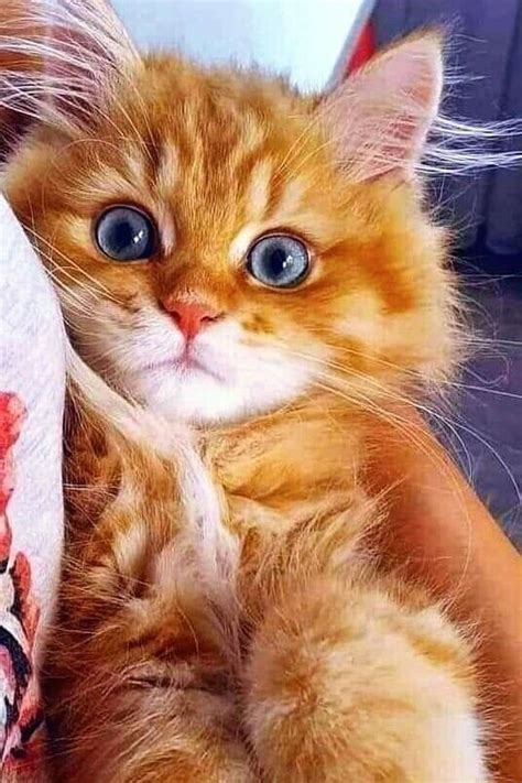 Pin by Lilli amore on foto | Beautiful cats, Kittens, Cute cats