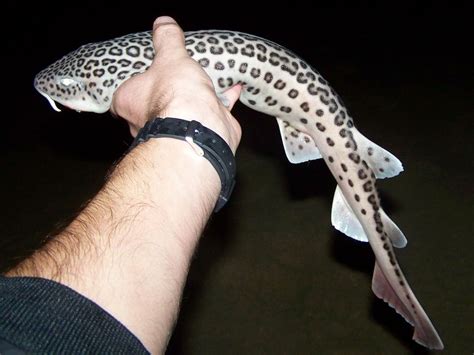 Leopard catshark - Wikipedia, the free encyclopedia | Cat shark, Cats ...