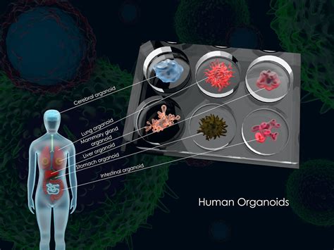 Providing the Right Cues for Organoid Development - Tempo Bioscience