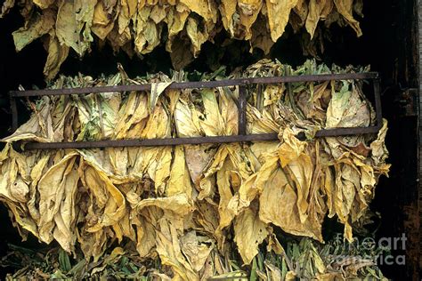 Tobacco Leaves Drying Photograph by Inga Spence - Pixels