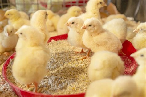 The Ultimate Guide To Feeding Broiler Chicks For Faster Growth ...