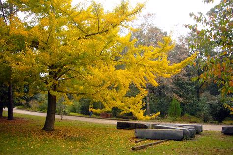 Diary of a Garden: Ginkgo Tree - Mobile Botanical Gardens