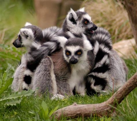 Ring Tailed Lemur - Pets