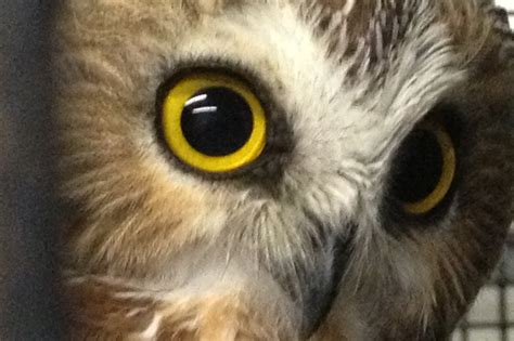 Provide New Larger Habitats for Education Owls - GlobalGiving