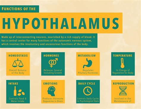 What Does the Hypothalamus Do, and whats disorder?