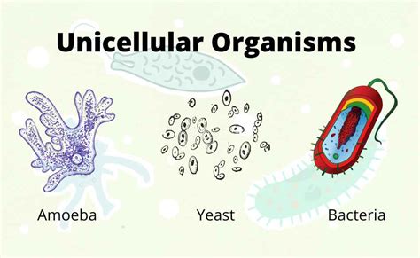 What Are Unicellular Organisms Whatmaster - Riset