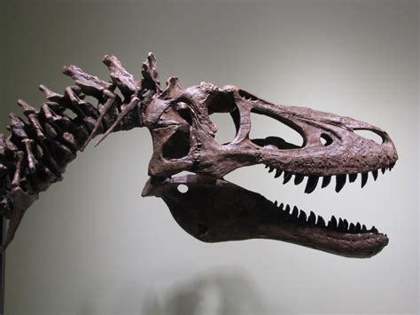 What's the Controversy Over the Baby T. Rex Listed on eBay? | Live Science