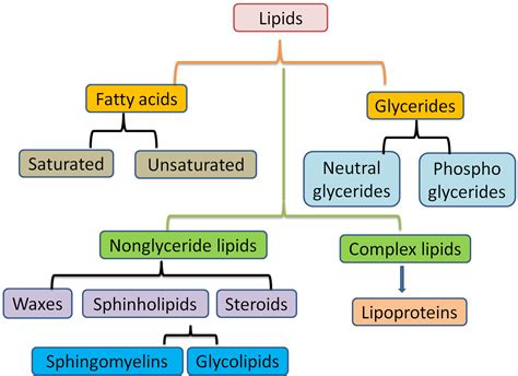 Diagram Types Of Lipids