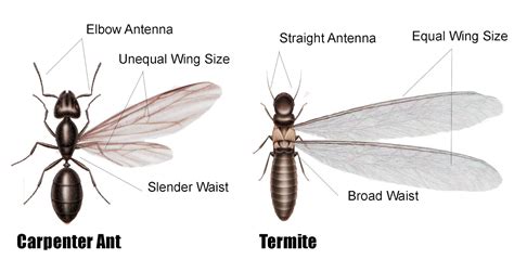 Pictures of Termites