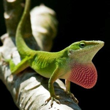 Anolis carolinensis | Anole, Animals, Reptilia