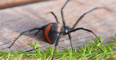 Top 7 Secrets of Redback Spiders Habitats - Spiders Perfect Guide