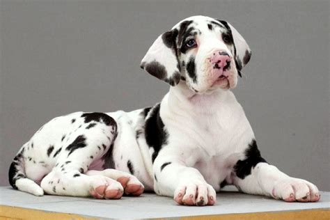 Great Dane White With Black Spots - InfoRekomendasi.com