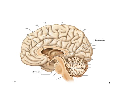 Midsagittal View Of The Brain Labeled