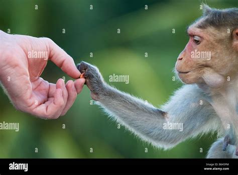 Macaca radiata. Bonnet macaque monkey hand taking peanuts from a human hand. Andhra Pradesh ...