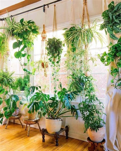 10+ Indoor Plant Hanging Ideas – HOMYRACKS