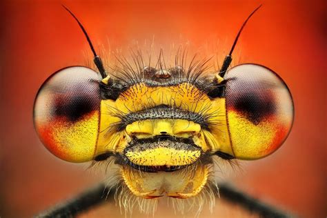 Macro Insect Eyes Amazing Macro Photography, Macro Photography Insects ...