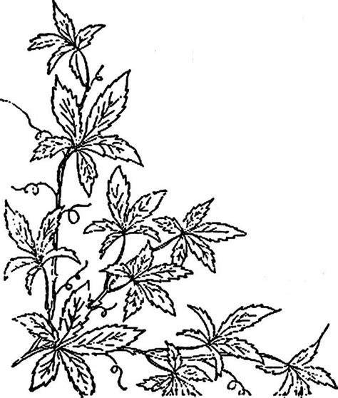 Ivy Vine Drawing at GetDrawings | Free download