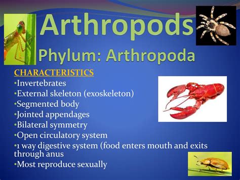 PPT - Arthropods Phylum: Arthropoda PowerPoint Presentation, free download - ID:2024367