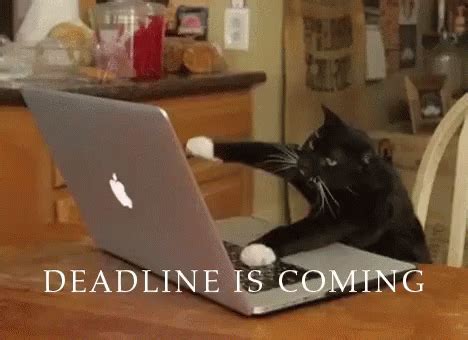 Work Stressed GIF - Work Stressed Hurry - Discover & Share GIFs | Cats ...