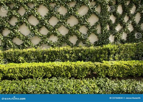 Ivy Wall Stock Photo - Image: 22760830