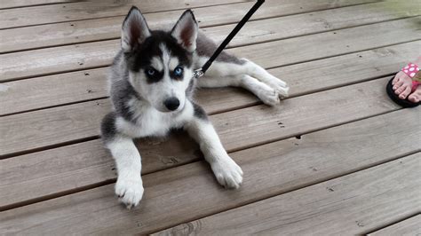 Black and White Siberian Husky Archives | Husky Videos and Pictures