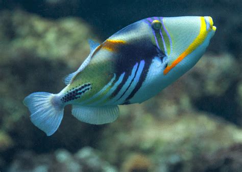 Reef Triggerfish - 8 Best For Aquariums (And 2 to Avoid!) - AquariumStoreDepot