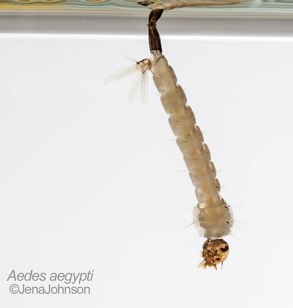 Zenfolio | Jena Johnson Photography | Mosquitoes | Aedes aegypti larva