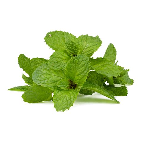 Buy Fresh Mint leaves online in Chennai - Family Garden