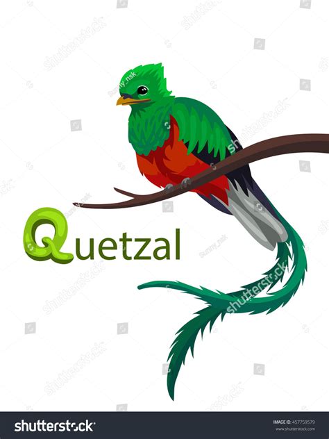 Vector Letter Q Quetzal Children Alphabet Stock Vector (Royalty Free ...