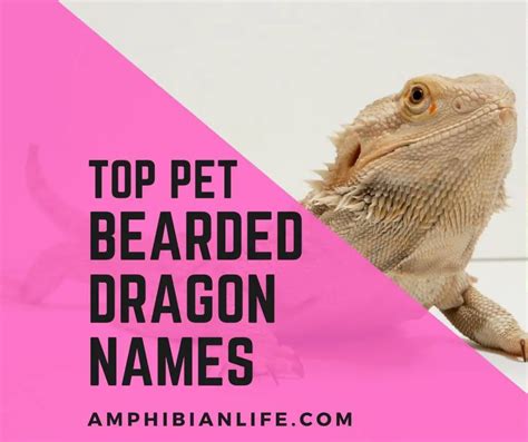 600+ Cute, Funny Pet Bearded Dragon Names - Amphibian Life