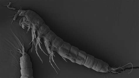 New copepod discovered in Brazil | Pensoft blog