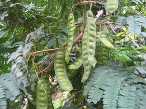 Please help me to find the name of this legume tree (trees forum at permies)