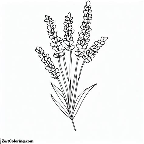 Lavender Flower Coloring Pages | Flower coloring pages, Lavender flowers, Coloring pages