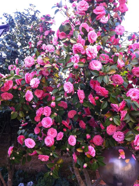 One of our Camelia's Tree on february | Plantas trepadeiras, Trepadeiras, Plantas