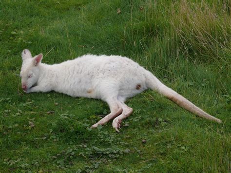 Pet Wallaby Care: A Comprehensive Care Guide for Beginners | PetHelpful