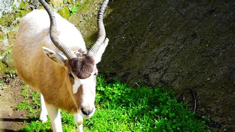 Addax image - Free stock photo - Public Domain photo - CC0 Images