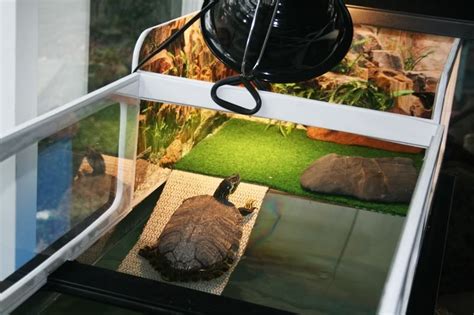 plexi basking area | Turtle habitat, Turtle basking area, Turtle tank