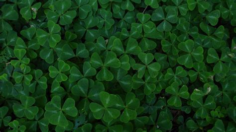 Green Four Leaf Glover HD Four Leaf Clover Wallpapers | HD Wallpapers | ID #64664