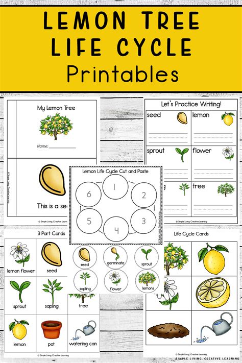 Lemon Tree Life Cycle Printables - Simple Living. Creative Learning