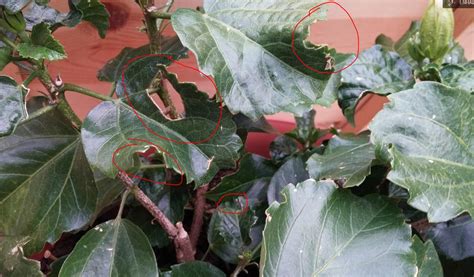 diseases - How do I find out & treat what is eating my hibiscus leaves - Gardening & Landscaping ...