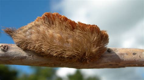 Puss caterpillar looks innocent, but its venomous barbs have brutal sting : NPR