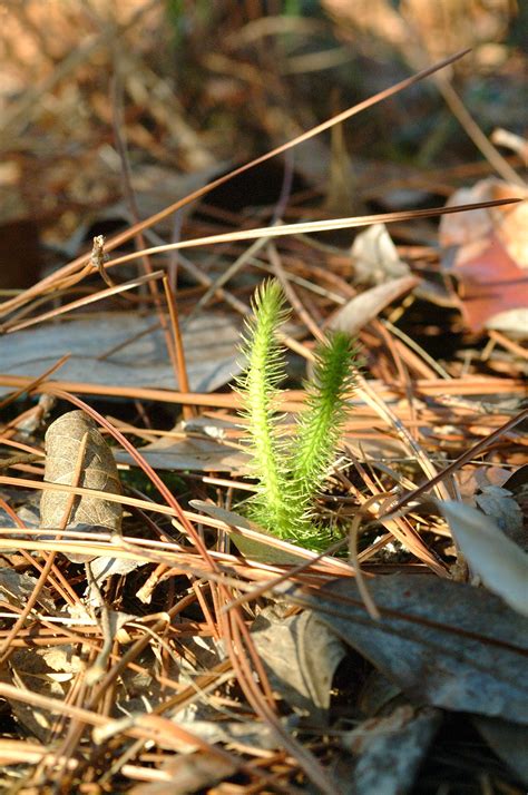 Club moss - Photo by USDA Forest Service