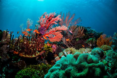 Beautiful Coral Reef, Diving Fiji The World S Most Colourful Coral ...