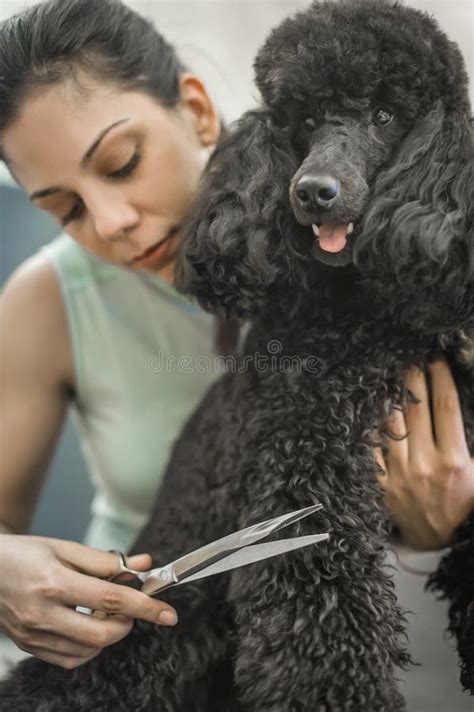 Grooming a Little Dog in a Hair Salon for Dogs Stock Image - Image of hygiene, barber: 104870807