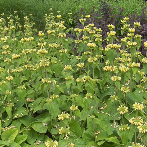 Phlomis Seeds | Jerusalem Sage | Perennial Flower Seeds