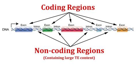 Mutations in the non-coding genome contribute to autism - Mapping Ignorance