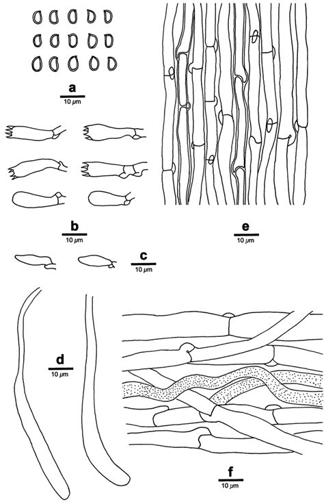 Fistulina subhepatica (holotype). a: Basidiospores. b: Basidia and... | Download Scientific Diagram