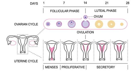 Menstrual Cycle Flowchart